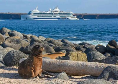 Sea lions in the Galapagos on a Celebrity cruise.